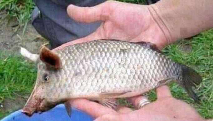 Рыба свинья мужчина