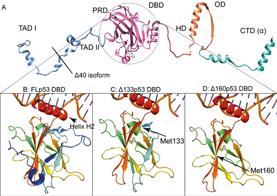 Suparna Sanyal (@sanyal_suparna) on Twitter photo We are looking for a skilled cryo-EM postdoc to resolve the structure of the cancer causing p53 isoforms bound to DNA. If you like challenging projects and can fit into a multinational team, write me - suparna.sanyal@icm.uu.se. We also have safer cryo-EM projects e.g. ribosomes! We are looking for a skilled cryo-EM postdoc to resolve the structure of the cancer causing p53 isoforms bound to DNA. If you like challenging projects and can fit into a multinational team, write me - suparna.sanyal@icm.uu.se. We also have safer cryo-EM projects e.g. ribosomes!