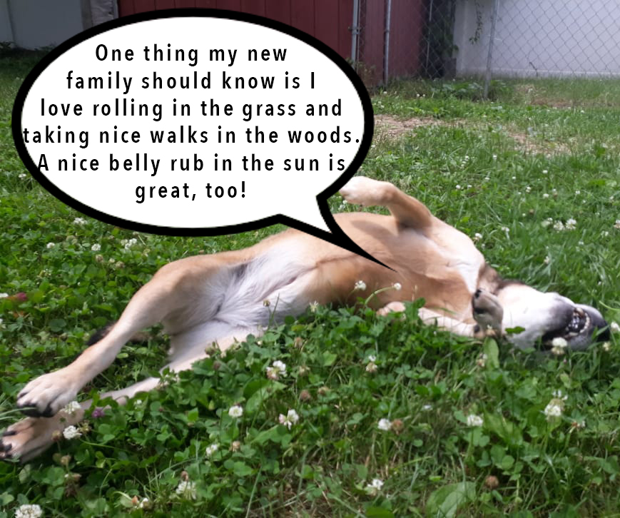 petsalive's tweet photo. Billy: Oh, that's okay, Miss Fancy. I'm not offended! So, no cats for you. Is there anything we should know about you? Likes?

Adoption App: https://t.co/NsxyrdKnD4

Petfinder Profile: https://t.co/qfWlJ8Qwtd

#CoffeeTimeWithBilly #AllAboutFancy #NonCat #AdoptHer #Adopt #Rescue https://t.co/z8uWvdriOV