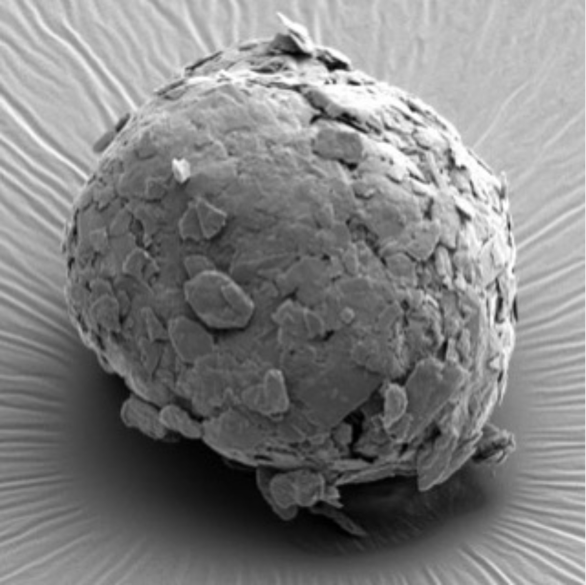 palashgangopad's tweet image. Beauty shot: Made in the USA spherical graphite. (Seen here at 5000x)

#sphericalgraphite #madeintheusa #cleantech #greentech #purification #graphitepurification #criticalminerals #EV