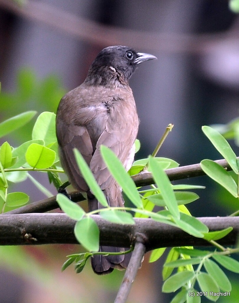 rachidH's tweet photo. #Bulbul #Pycnonotus #BulbulDesJardins #Maadi #Cairo
Rachid H shared a photo with you from the Flickr app! Check it out:
https://t.co/3nLC5AW9MF https://t.co/r7u5hR723K