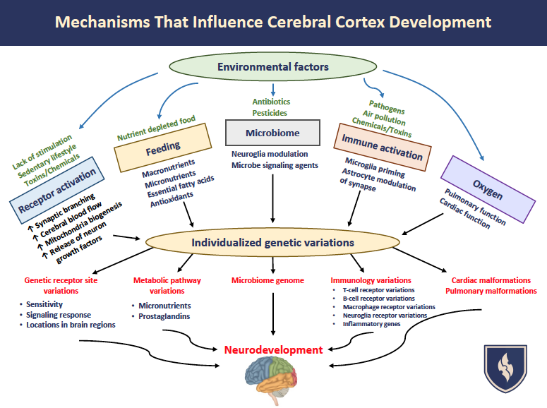 DrEddyClinic's tweet photo. RT @WellnessChiroMI: The BIG picture of influences that affect cerebral cortex development. 

#michiganbrainhealth #biofeedback #neurofeedback #neurofeedbackmichigan #brainmapvideo #neurofeedbackvideo #mineurofeedback #functionalmedicine #functionalneuro… https://t.co/iauMFt877s