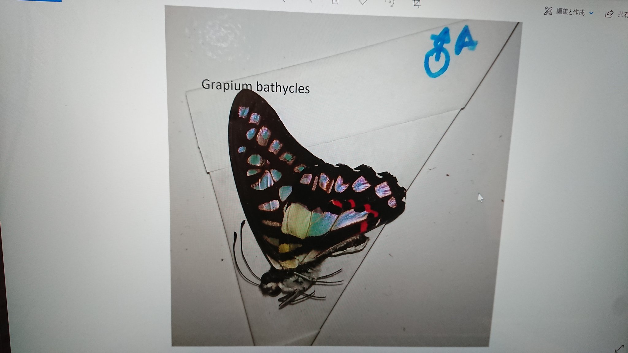 Nobu International Co Ltd 蝶の標本 綺麗です T Co U3ilczby8c Twitter