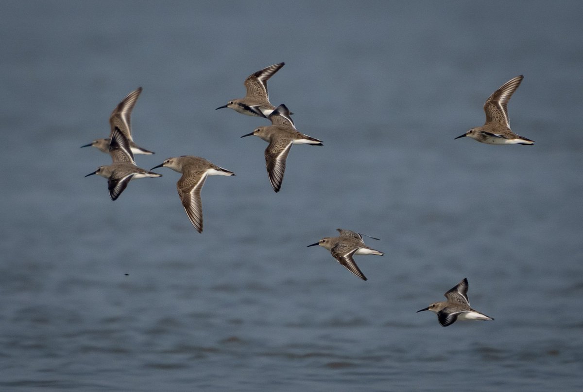 Dunlin, a long-distance migrant from the Arctic circle in Vikramshila Gangetic Dolphin Sanctuary, Bhagalpur @IndiAves @DEFCCOfficial @AnandReddyYellu @elonmusk @birdcountindia @CornellBirds @hydbirdingpals #birdwatching #nature撮影会 @NatureIn_Focus @vgds_dolphin @SanctuaryAsia