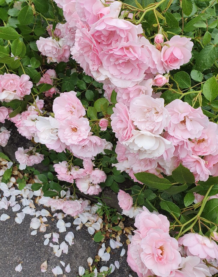 ‏ْ (@piinkifairy) on Twitter photo 