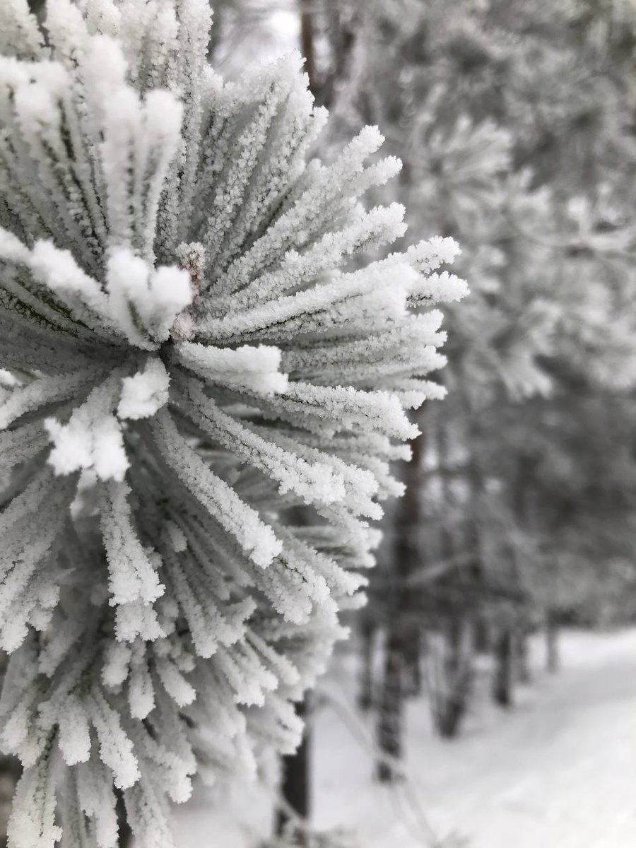 tours_in_russia's tweet photo. Trees in glaze. Something new every day. Amazing

#Russia #Moscow #winter #snow #NewYear #tours #tourism https://t.co/Tt6mztp2fM