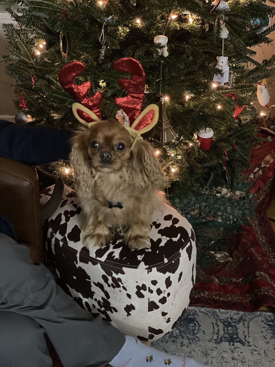 SeanAdelman's tweet photo. My humans think this is fun I’m not so sure https://t.co/O3myDlDtka