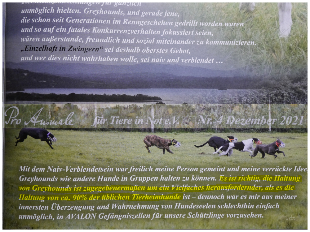 Ovalfuenf's tweet image. Eine kleine Sensation... 📢
Frau hochwohlgeboren Johanna Wothke, Chefin von Pro Animale seit Menschengedenken und eine ganz Große im Tierschutz(für alle die es nicht schon wußten;) hat im Tropfen eingestanden, daß #Greyhounds dann doch anders sind.
DIE muß es wissen.
#SagIchDoch