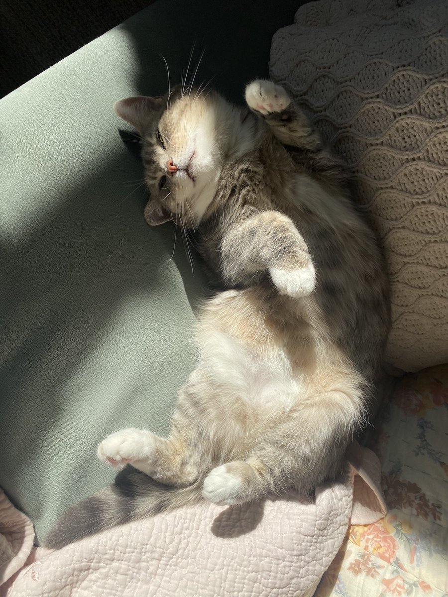 AmandaLHampton's tweet photo. @miltonguevarajr @dannyhensel Did someone say Basil?? https://t.co/g1W8P1gipr