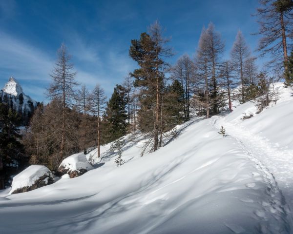 ChaletAltesse's tweet photo. One of the many beautiful hikes in Zermatt is the one that takes you to Findeln.. Take a break half way to spot the squirrels and roe deer!  https://t.co/G4odmvbCTw Schweiz Tourismus https://t.co/yL5K4xPMCe