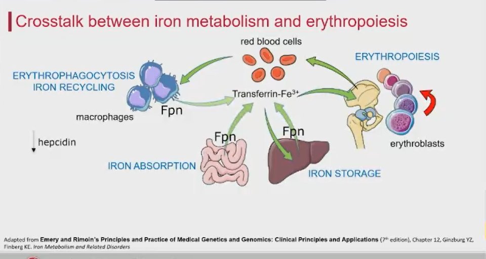 Exciting trial update at #ASH21 including this overview of the iron metabolism and erythropoiesis from @MPN_RF's previously funded researcher Yelena Ginzburg. Very interested to see further results in this trial of rusfertide in PV patients with high phlebotomy need.