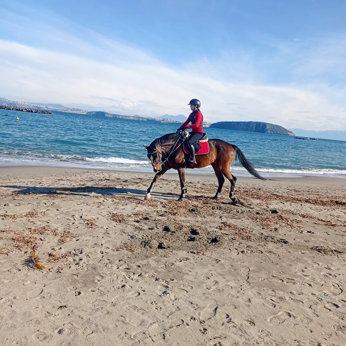 DiscoverIschia's tweet photo. Horses on the beach
It's Christmas time @ #ischia 

#nature #riding #Italia https://t.co/4Ozk9Cei7N