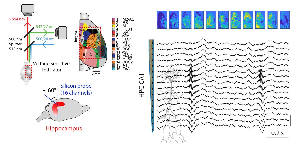 Happy to share our pre-print where we combine cortical voltage imaging + silicon probe in the hippocampus! @Francescob 
arxiv.org/abs/2112.02938

#voltageimaging #cortex #ephys #hippocampus