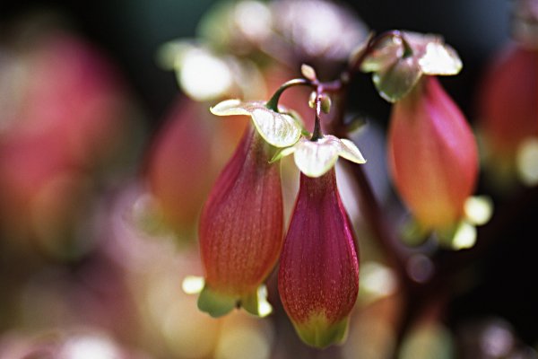 かわうそ 暦 12月16日の誕生花 T Co Piayqvdwxi エンゼルランプ あなたを守りたい カンギク 寒菊 健気な姿 ハンノキ 忍耐 写真はエンゼルランプ ベンケイソウ科の多年多肉草 カランコエの一種です 原産はマダガスカル島 花色は赤 オレンジ