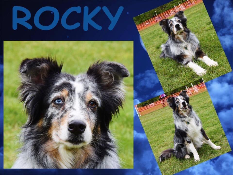 Rocket J 🇺🇸 tweet media