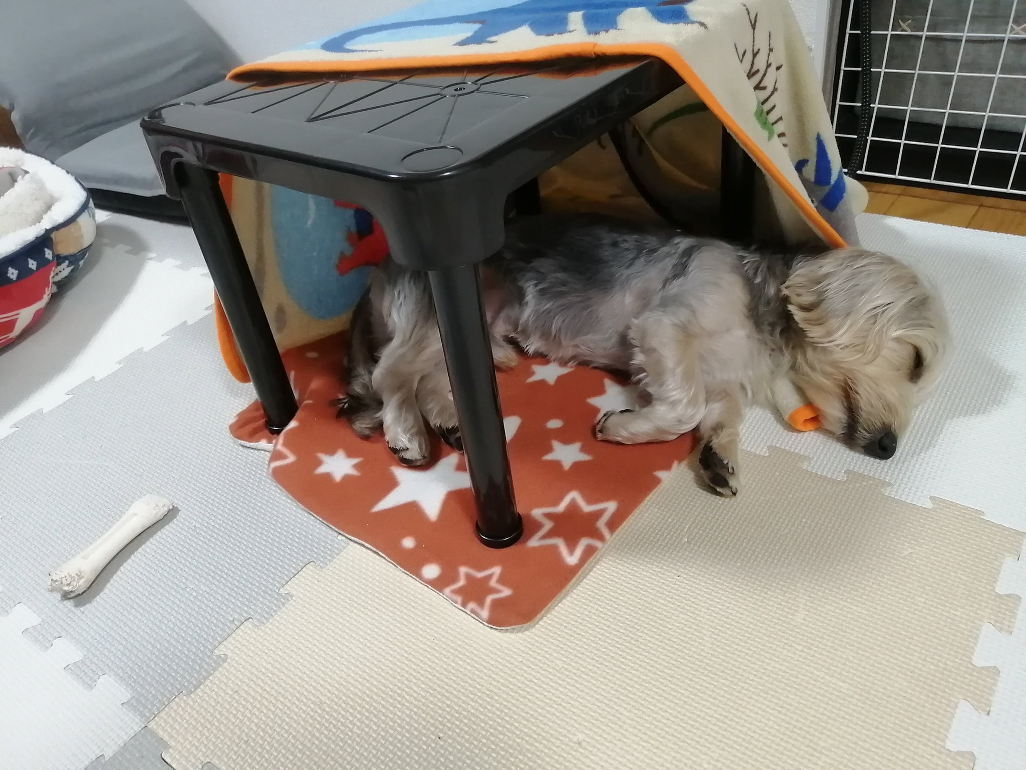 ソラのお部屋 こたつの上どこ行った 笑 そんなことをよそに こたつの下で爆睡するソラさん 犬好きさんと繋がりたい 犬用こたつ 犬用です T Co Ymb4k9vhav Twitter