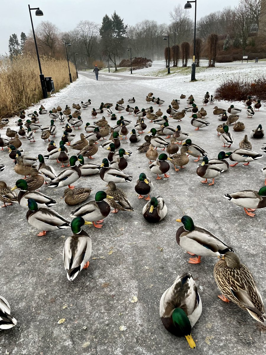 lasersilma's tweet photo. Oh no, roadblock! A sord of mallards. https://t.co/IUETDF2qUf