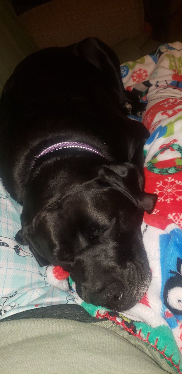 JanPerkinsKYgal's tweet photo. 60+lb baby lying in my lap. #Dogsforthewin #dogsarelove https://t.co/FS1LKssP9O