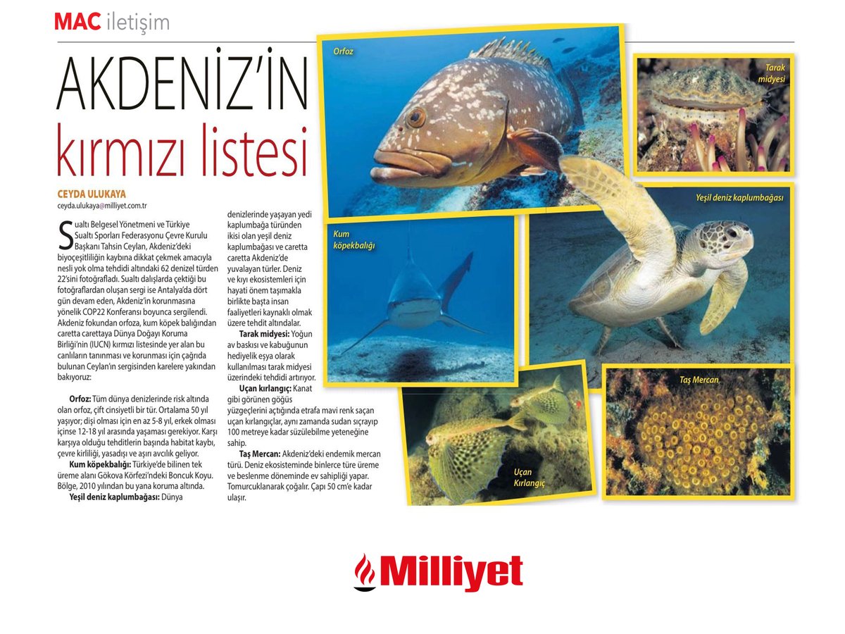#COP22Med için hazırladığımız <a href="/tahsin_ceylan/">Tahsin CEYLAN</a>  #Akdeniz'de #NesliTehlikeAltındaOlanTürler #Sualtı Fotoğraf Sergisi ile ilgili haberimiz bugün Milliyet Pazar'da.
