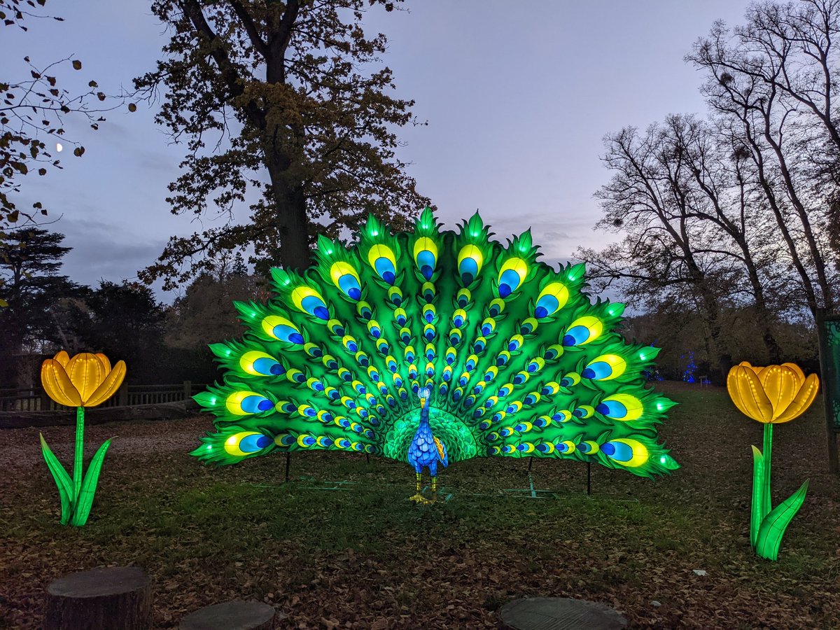 lectur76's tweet image. La magie des lumières de Noël ! (Ici au zoo de Thoiry)