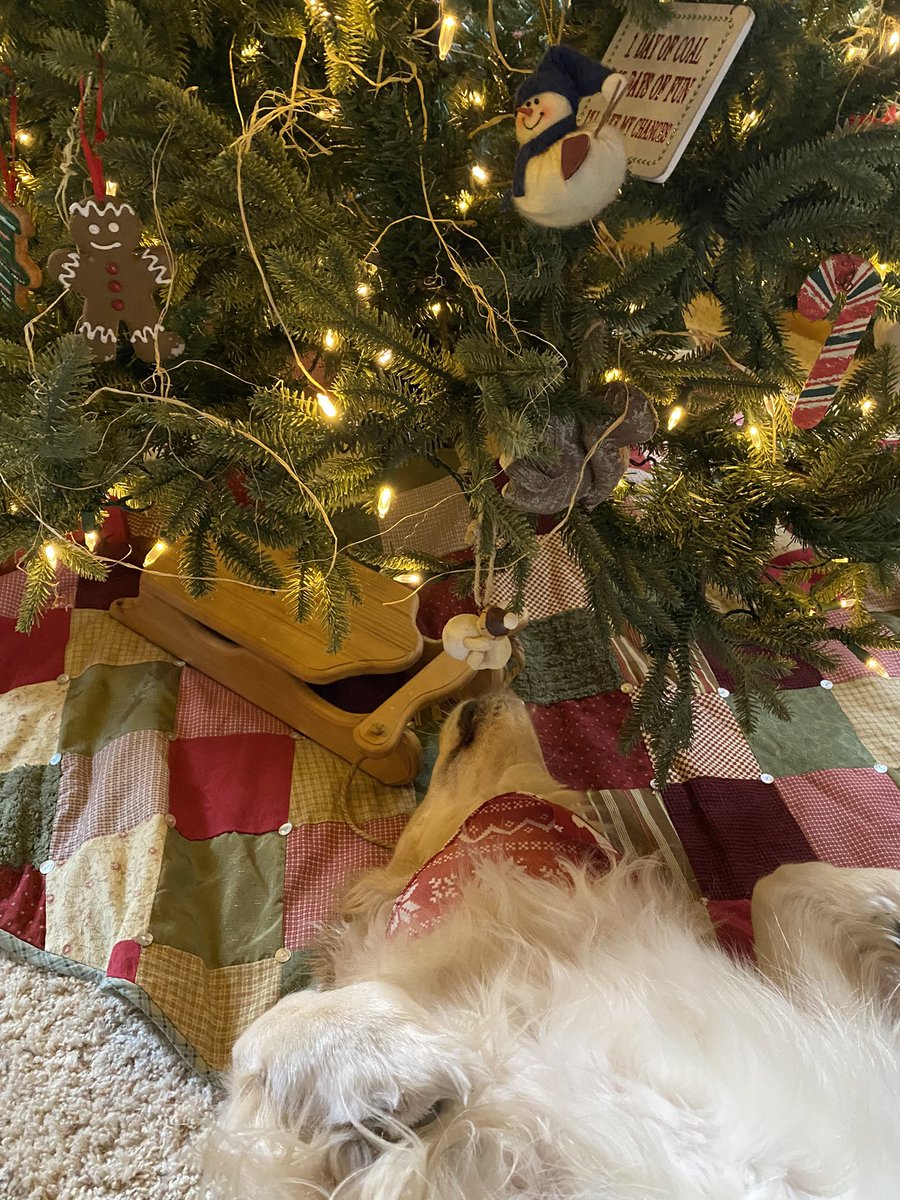 GOOD MORNING CHRISTMAS TREE! 
Just laying here planning my shenanigans for the day. #dogsoftwitter #christmasdogs