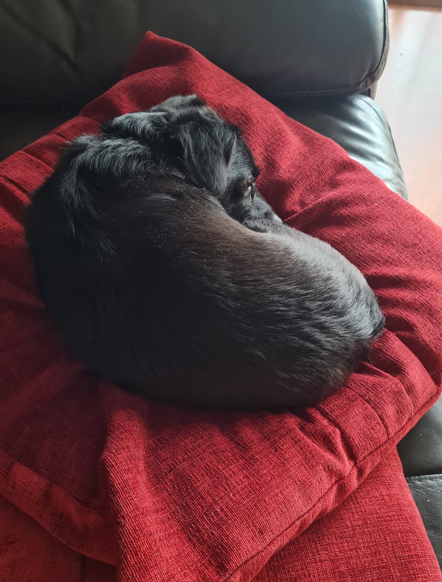 grahamandleigh's tweet image. Twitching with nerves, stomach doing somersaults.... yet beside she sleeps unimpressed with it all !!