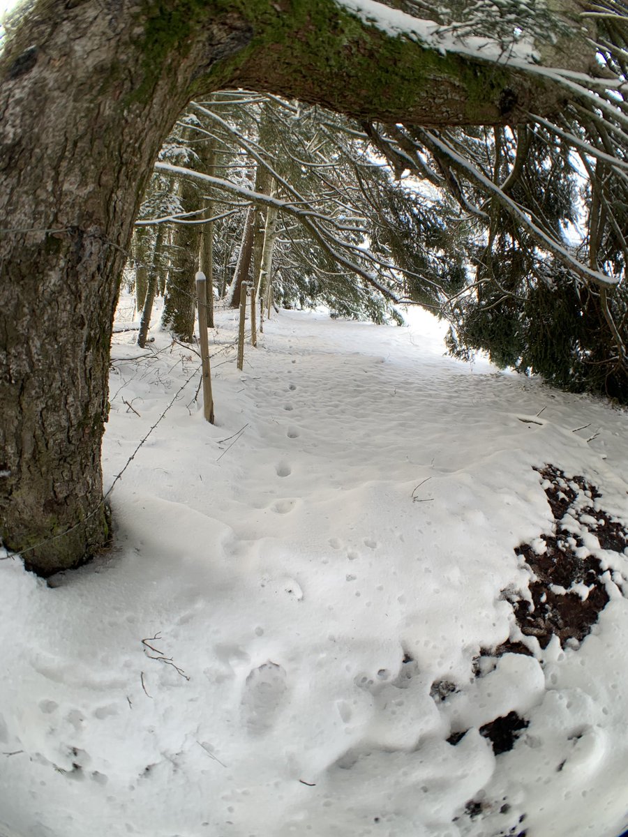 ZiFridolin's tweet photo. The #lynx gave me an appointment today. I crossed his tracks 20 metres from my car. His tracks were lightly covered with snow. It was not easy to follow them. #snowtracking https://t.co/JsjvH3qGMp