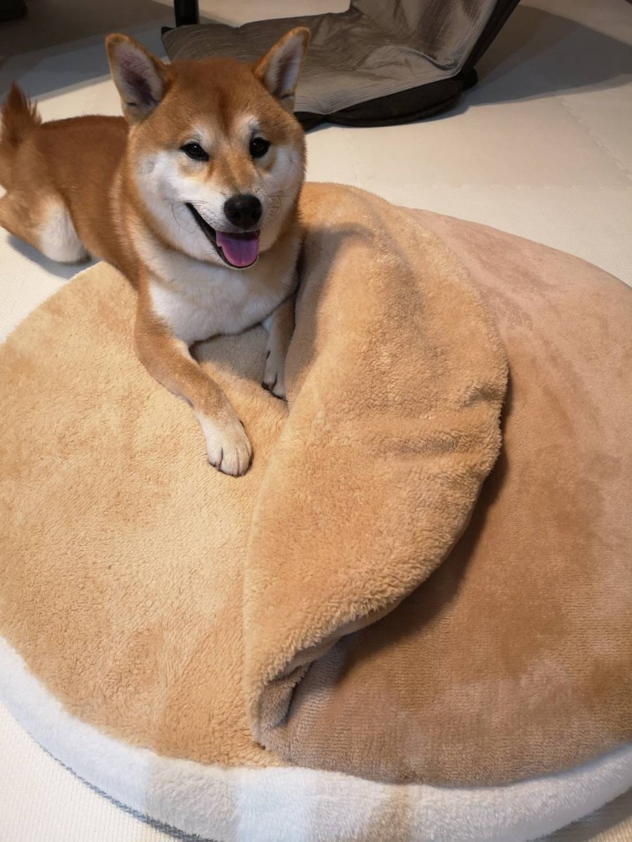 うちの変な犬図鑑 投稿写真一挙公開 ハミダシーヌ 編 Shi Ba シーバ プラス犬びより 犬と楽しく暮らす 情報マガジン