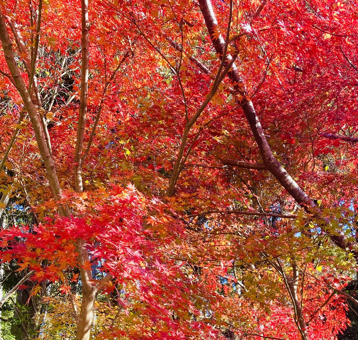 今日は富津市志駒川に沿って走る国道182号「通称もみじロード」に行ってきました。
鮮やかな紅葉、今が見頃です🍁