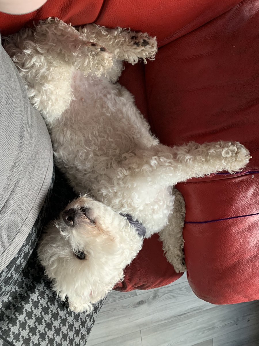 BarbaraGuinn1's tweet photo. Lazy Sunday afternoon at the Guinn’s. #dogsoftwitter #bichonfrise #humantraining https://t.co/8DKHq52qL6