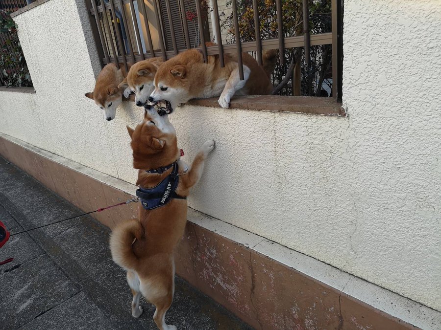 うちの変な犬図鑑 投稿写真一挙公開 ハミダシーヌ 編 Shi Ba シーバ プラス犬びより 犬と楽しく暮らす 情報マガジン