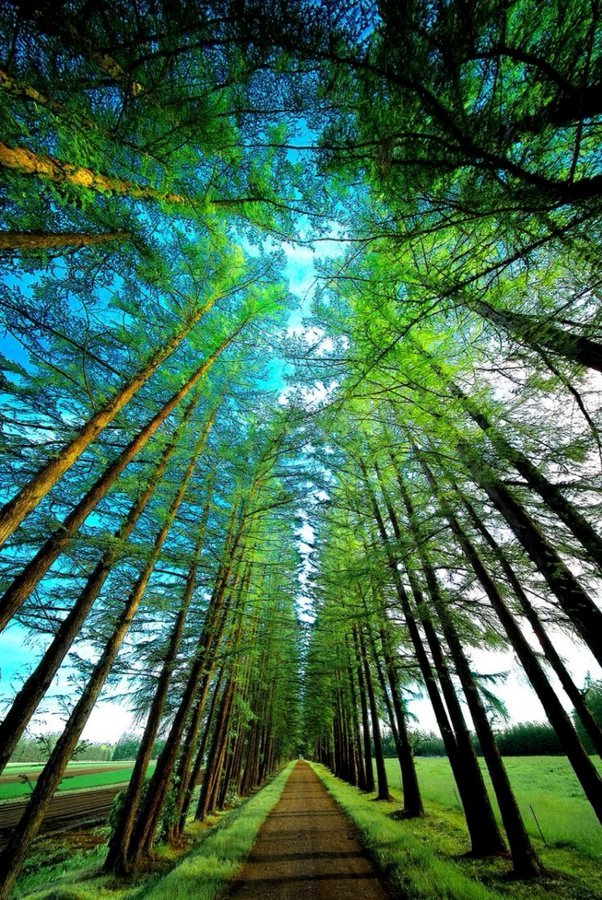 以乐观、坦然的心态去面对生命中的风霜雨雪，才是一个人最好的活法。绿心