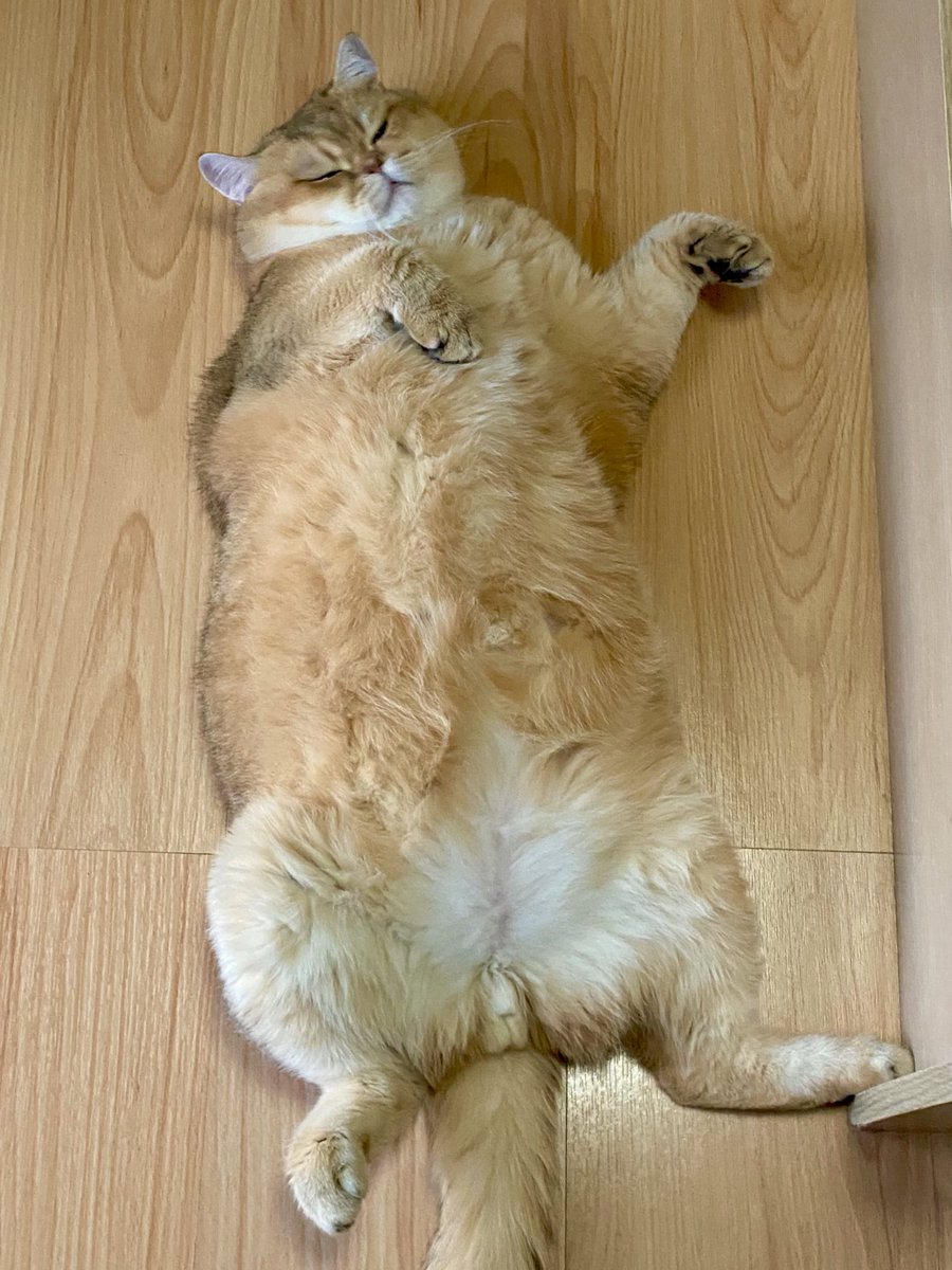 toasted_elvis's tweet photo. รับสมัครนักจกพุง 1 อัตรา 🤏🏻 https://t.co/hTzZjqz1Rp