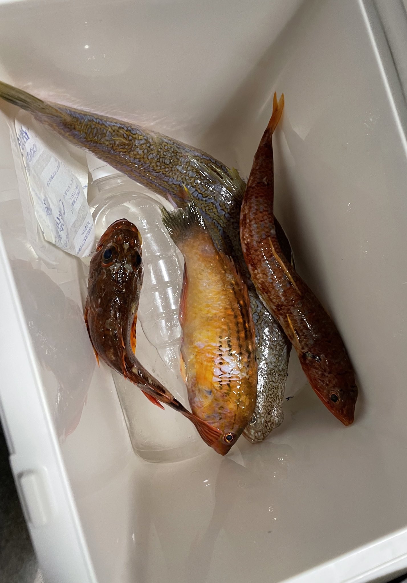 今夜も自炊男飯 ほぼアジア料理 今夜の献立 昨日船釣りに行って釣れた魚を調理しました ボウズだからもらった魚です エソと山芋のじゃこ天 カサゴとホウボウの唐揚げ ベラの塩焼き わかめとお揚げの味噌汁 レタス 自炊 男飯 料理好きさんと繋がりたい