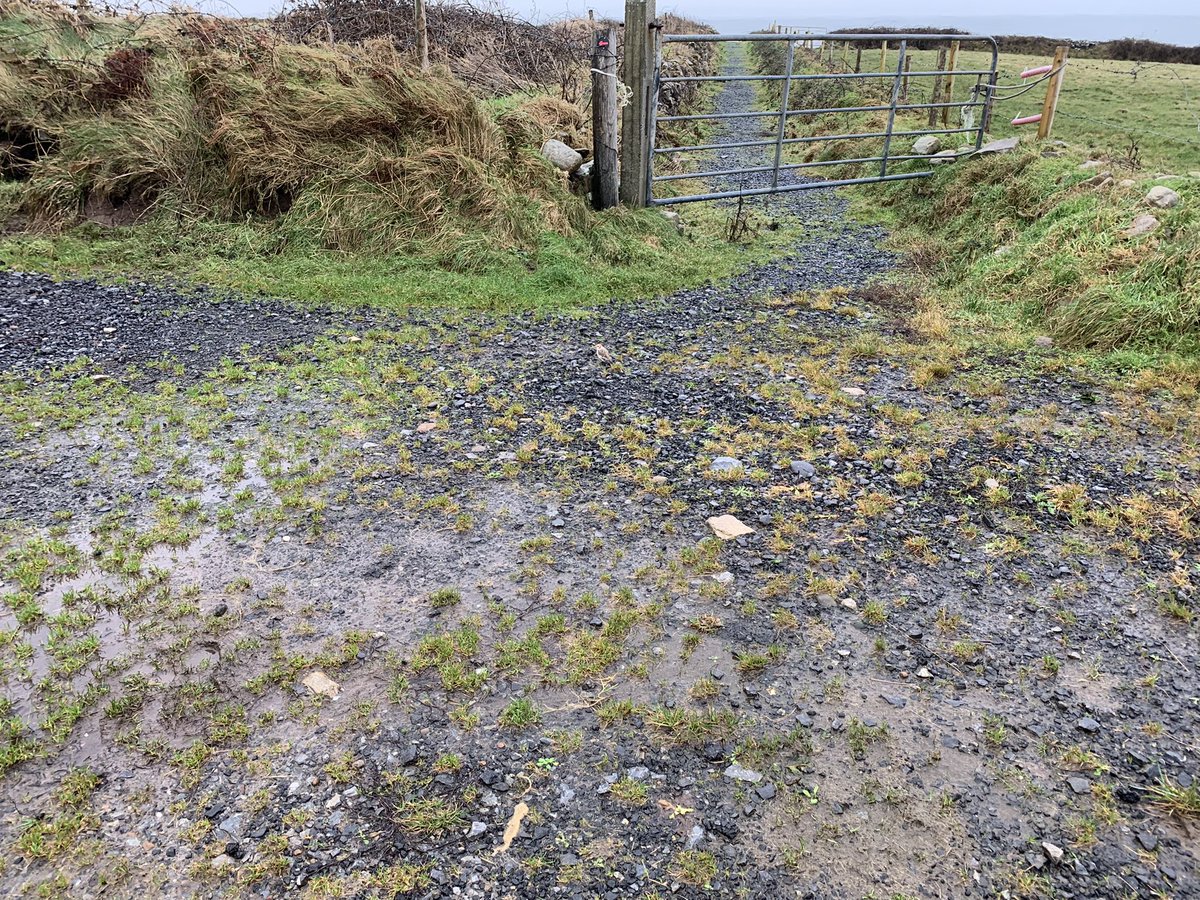 Sand_traps's tweet photo. That’s right! It’s a Snow Bunting! 

Must be 10 years since I’ve seem a Gealóg shneachta. Wonderful surprise on a wet #Raughly walk. #SnowBunting #birding https://t.co/2W2qZfHwd1