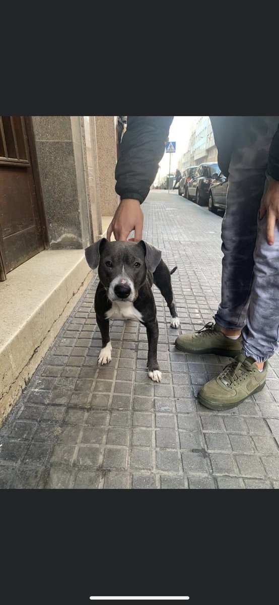 sospelinesprote's tweet photo. PERRO APARECIDO EN EL VENTORRILLO

No pueden tenerlo, van a llamar a la policía https://t.co/tSI7GQrBX5