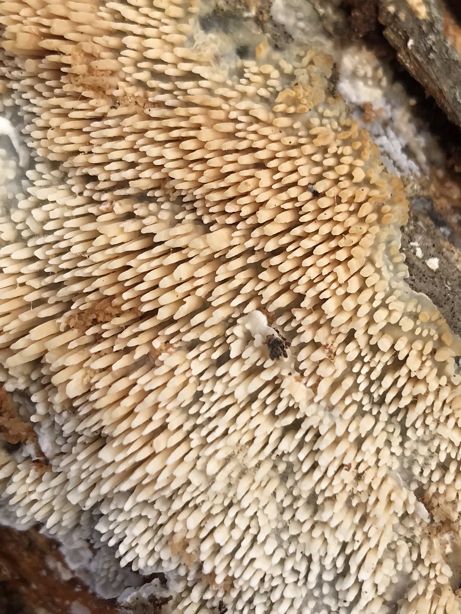 boletebill's tweet photo. Radulomyces copelandi, The Asian Beauty. The fungi under logs patrol is in full swing #fungi #mycology #ecology #biodiversity https://t.co/fjtYYSnKXx