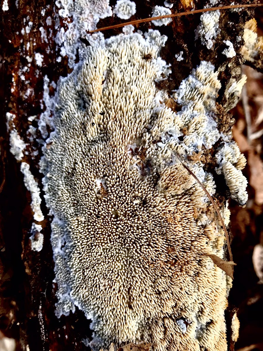 boletebill's tweet photo. Radulomyces copelandi, The Asian Beauty. The fungi under logs patrol is in full swing #fungi #mycology #ecology #biodiversity https://t.co/fjtYYSnKXx