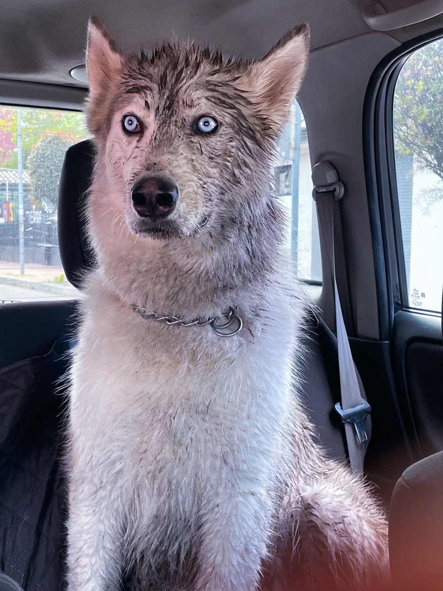 Formulas593's tweet image. Día de baño!!!! El buen Baal!