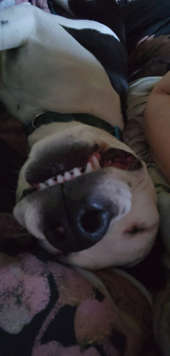 AshluCombs's tweet image. Happy boi!Boi!! #pets #DogsofTwittter