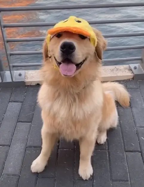 dogboyryding's tweet photo. https://t.co/o77NYZzltN