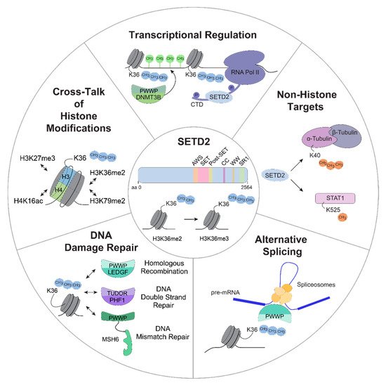 mtmdphd's tweet photo. Roles of SETD2 in Leukemia -- Transcription, DNA-Damage, and Beyond [Feb 27, 2019] @anna_skucha @JessicaEbner92 @florian_grebien @IJMS_MDPI https://t.co/tdyGrpsson #SETD2 #leusm #mmsm https://t.co/59yt1bD60Z