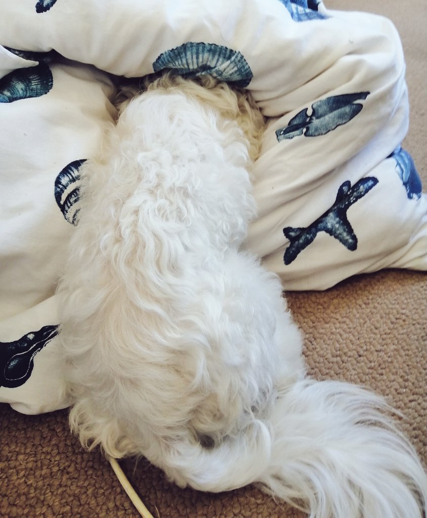 My mood going into this week. 
#notfeelingit
#nomoodmonday
#newweek