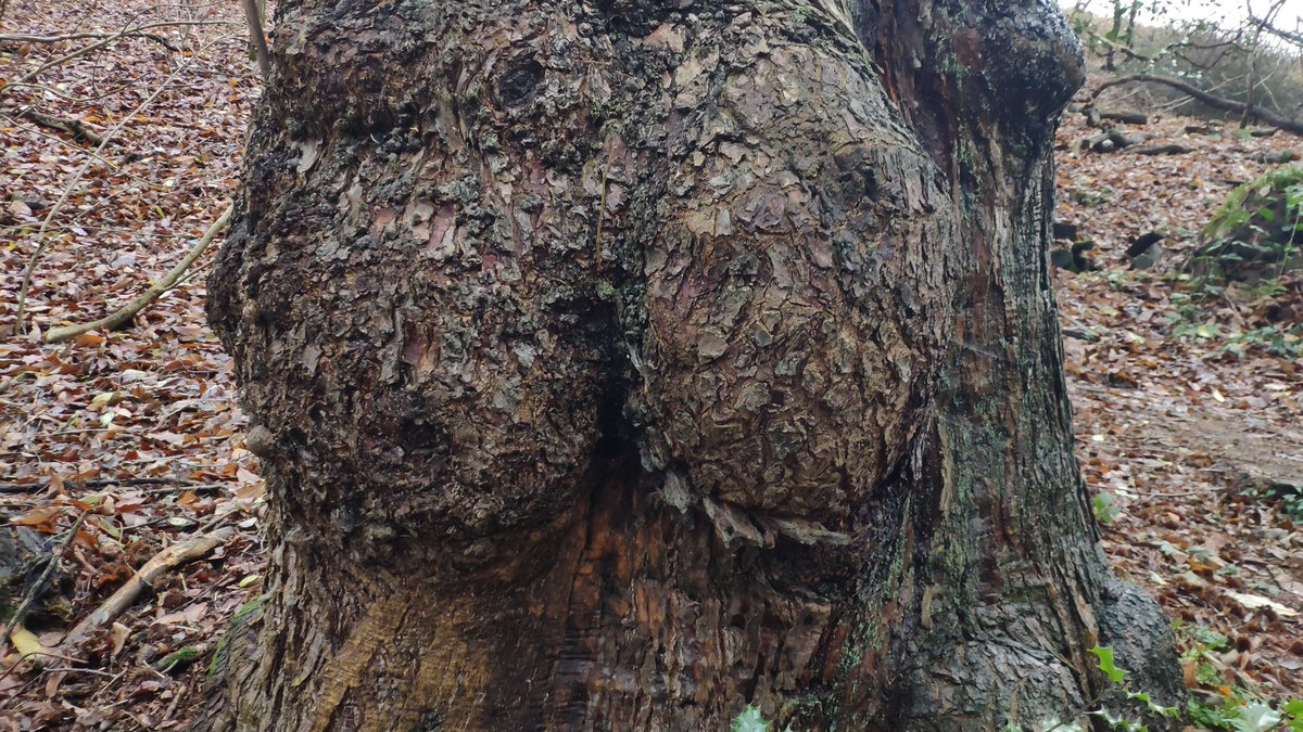 theluthier63's tweet photo. #SexyBumTree
@ralph_brooker @ColinCharlton8
#OoMatron https://t.co/9biqgNQ3SR