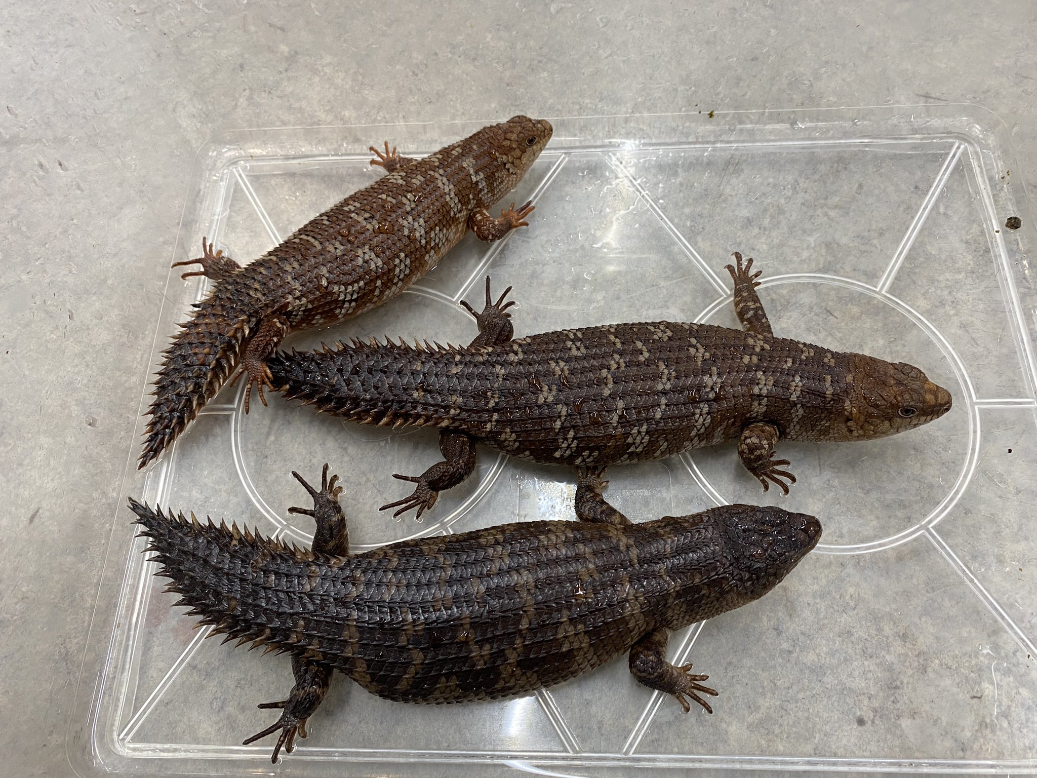 ジュラの杜 爬虫類カフェ 専門店 仙台 ストケスイワトカゲ バディア 追加入荷しました 総勢3匹に ストケスイワトカゲの1亜種であるバディア 赤みが強く 属内最大種とされ 大変希少です お問い合わせお待ちしております Badia ジュラの杜 爬虫類カフェ 専門店 仙台 ストケスイワトカゲ バディア 追加入荷しました 総勢3匹に ストケスイワトカゲの1亜種であるバディア 赤みが強く 属内最大種とされ 大変希少です お問い合わせお待ちしております Badia