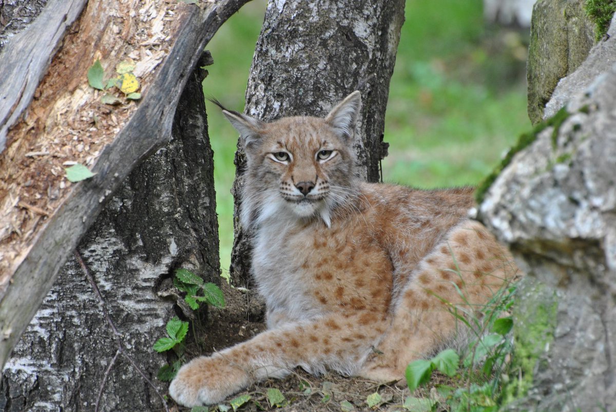 joanbaraut's tweet photo. 12 del 12 ➡️ 🐱
#diamundialdellinceiberico #internationallinxday #linx #lince #lynx #linxiberic #linceiberico #lynxpardinus #wildlife #wildlifephotography #aranpark https://t.co/qFGhxiqGpV