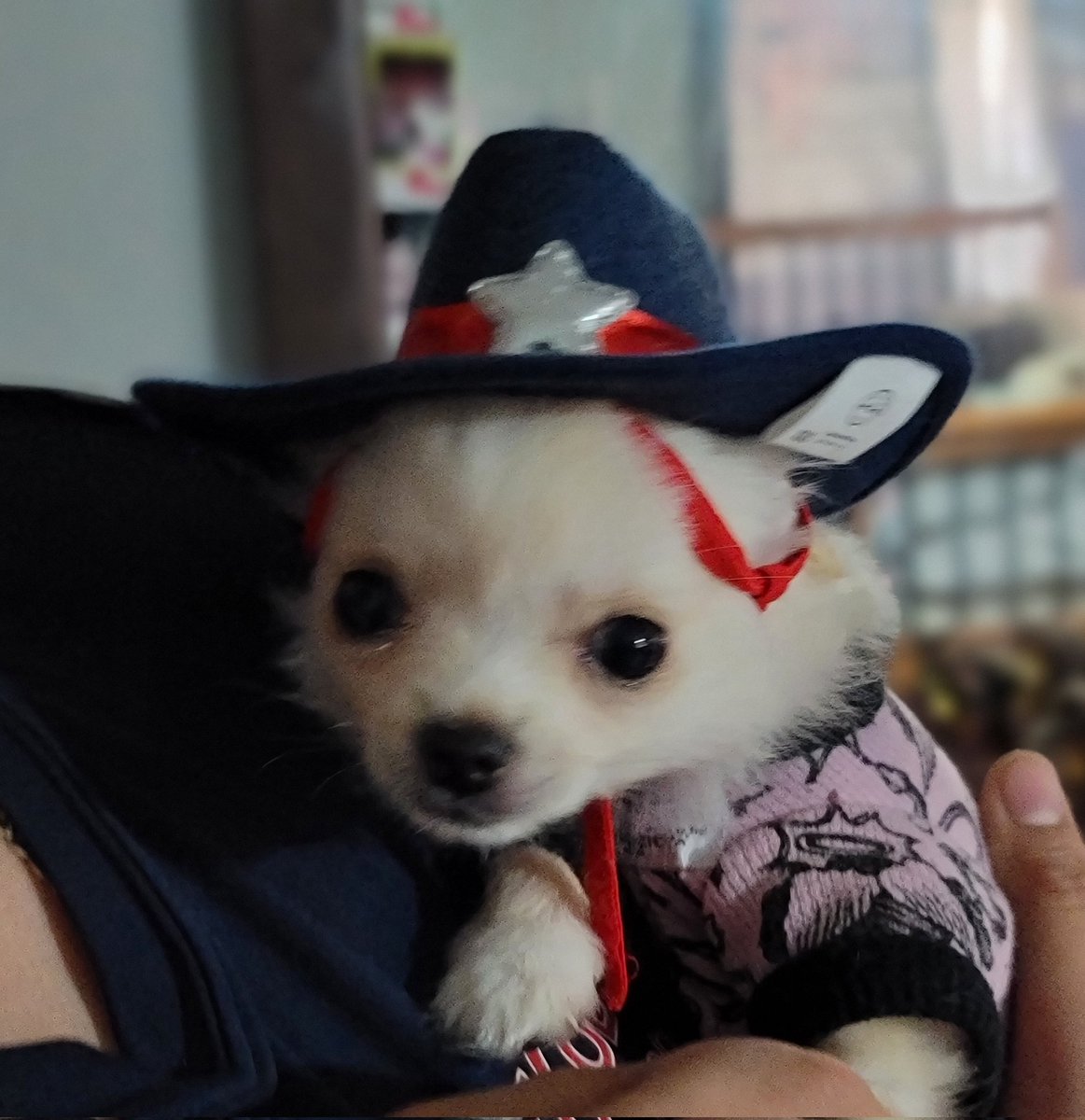 tinypetunias's tweet photo. There's a new sheriff in town #chihuahua #texas #puppy https://t.co/Q1NpyZYTda