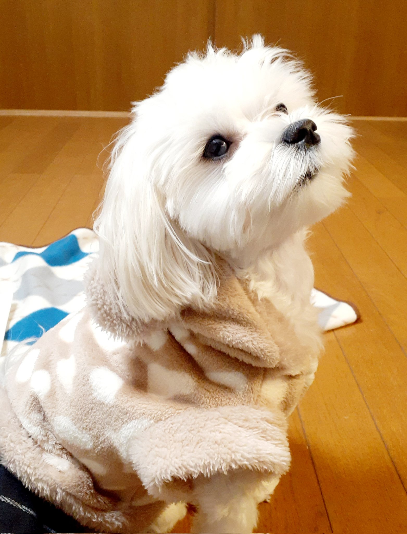 マルチーズ🌟moko🌟 (@_mokomama_) / Twitter マルチーズ🌟moko🌟 (@_mokomama_) / Twitter