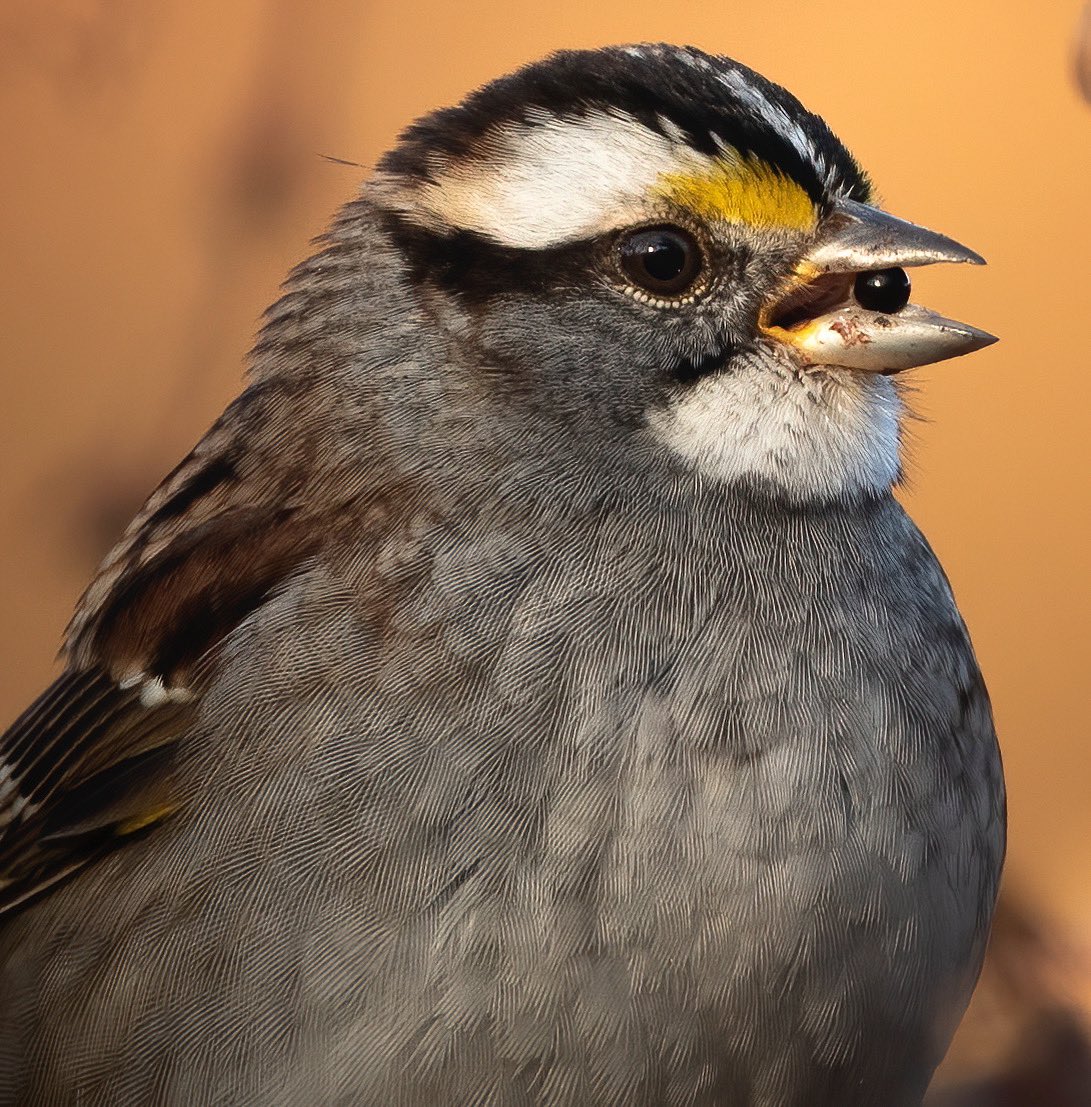 BirdsofCT's tweet image. White-Throated Sparrow with a snack.