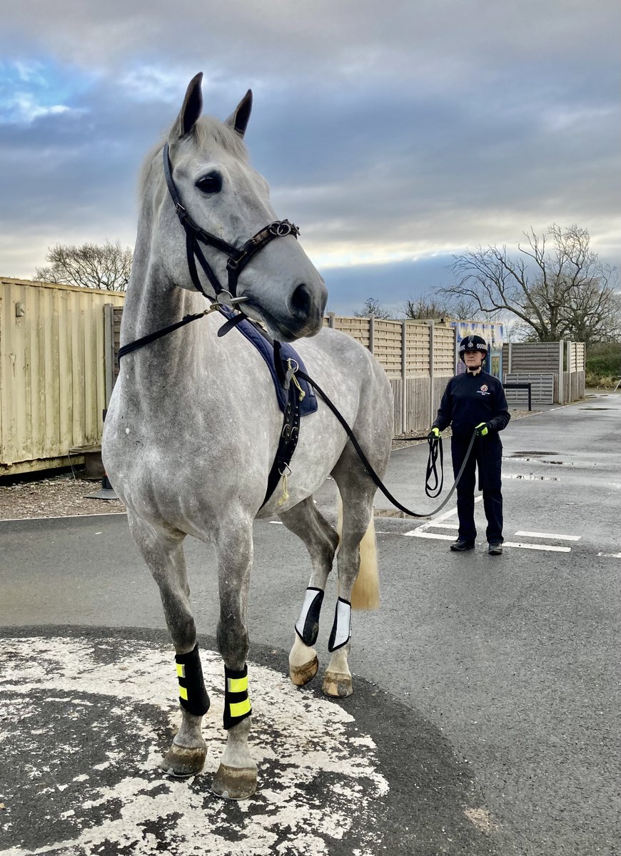 ASPoliceHorses's tweet photo. Max continues his training with some long reining over in the public order training area #goodboyMax https://t.co/hD4hjQ8Ubh